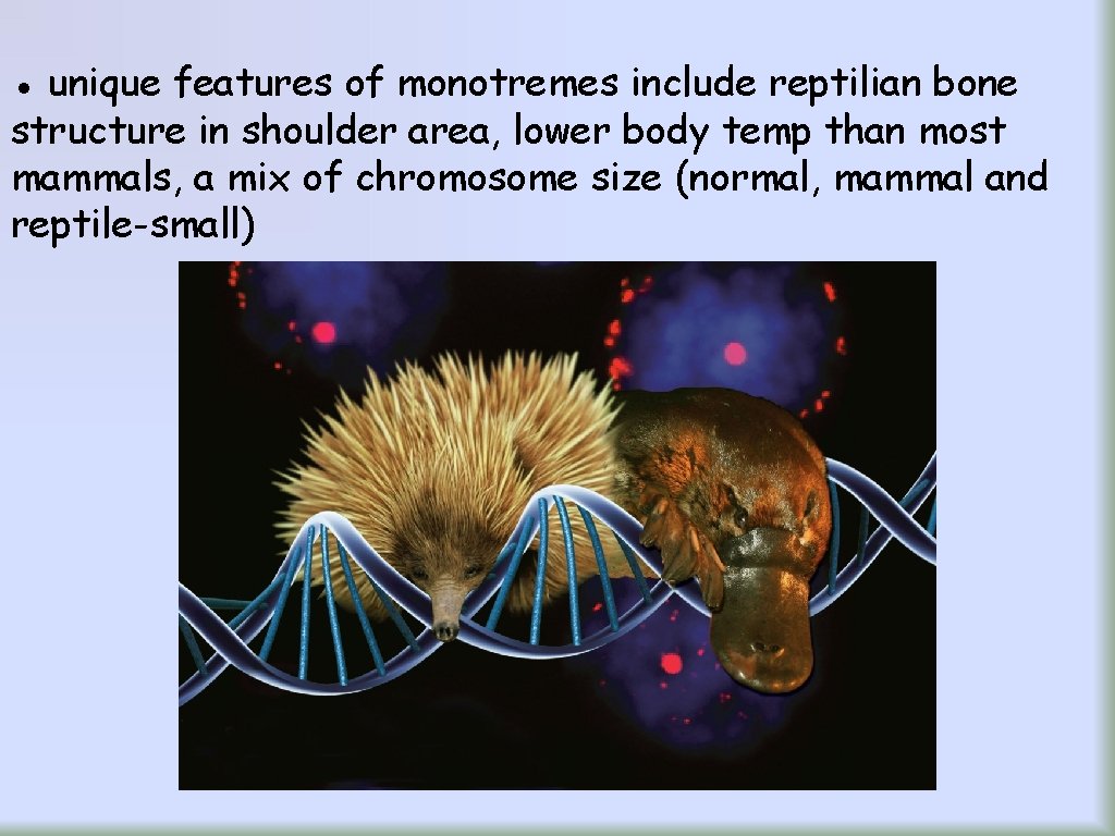 ● unique features of monotremes include reptilian bone structure in shoulder area, lower body