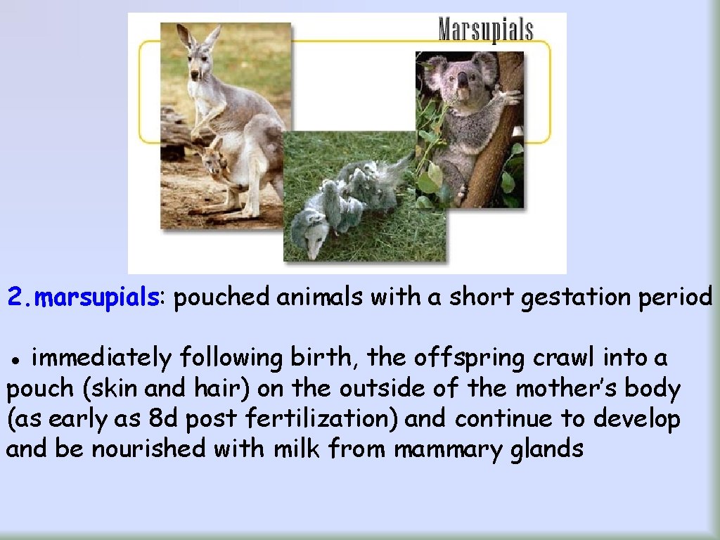 2. marsupials: pouched animals with a short gestation period ● immediately following birth, the