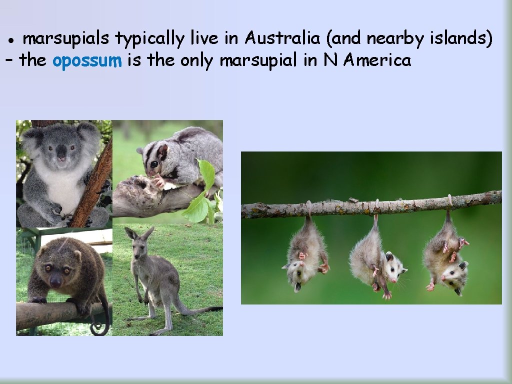 ● marsupials typically live in Australia (and nearby islands) – the opossum is the