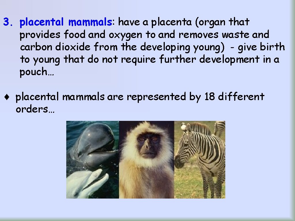3. placental mammals: have a placenta (organ that provides food and oxygen to and