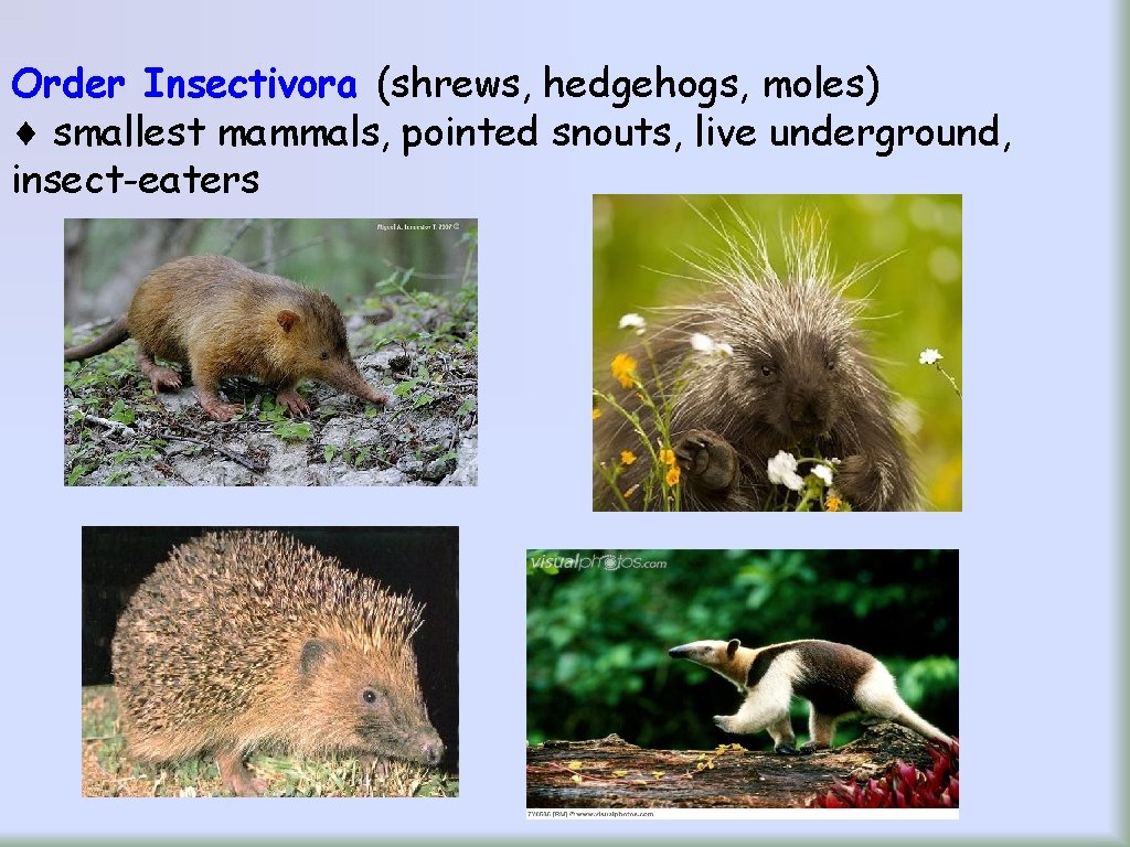 Order Insectivora (shrews, hedgehogs, moles) smallest mammals, pointed snouts, live underground, insect-eaters 