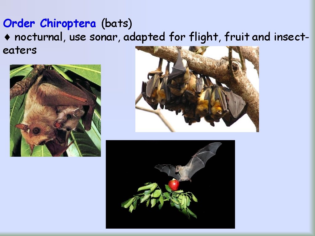 Order Chiroptera (bats) nocturnal, use sonar, adapted for flight, fruit and insecteaters 