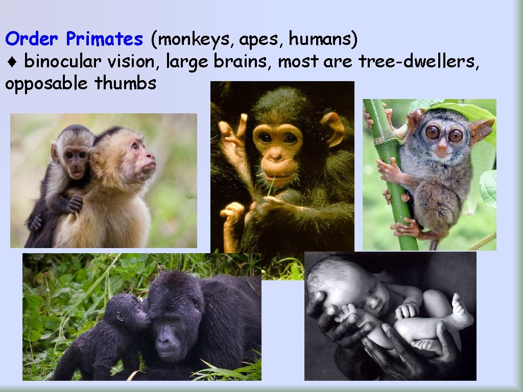 Order Primates (monkeys, apes, humans) binocular vision, large brains, most are tree-dwellers, opposable thumbs