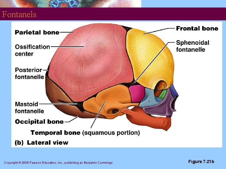 Fontanels Copyright © 2008 Pearson Education, Inc. , publishing as Benjamin Cummings Figure 7.