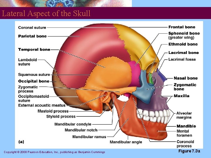 Lateral Aspect of the Skull Copyright © 2008 Pearson Education, Inc. , publishing as