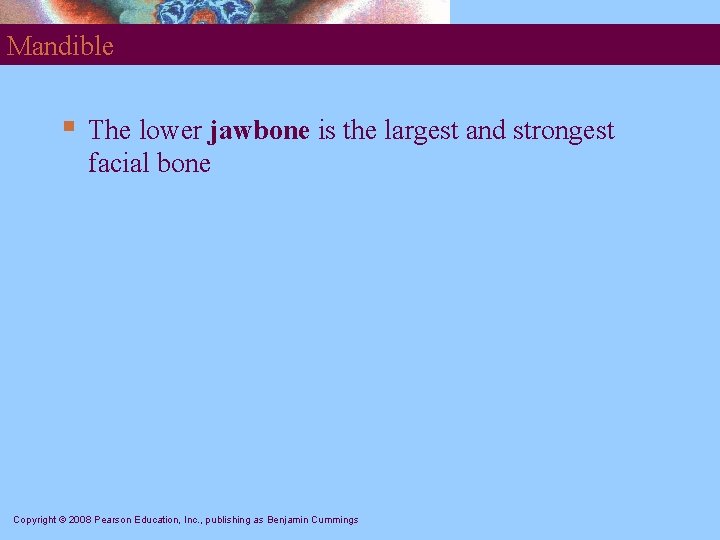 Mandible § The lower jawbone is the largest and strongest facial bone Copyright ©