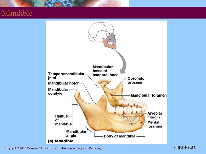 Mandible Copyright © 2008 Pearson Education, Inc. , publishing as Benjamin Cummings Figure 7.