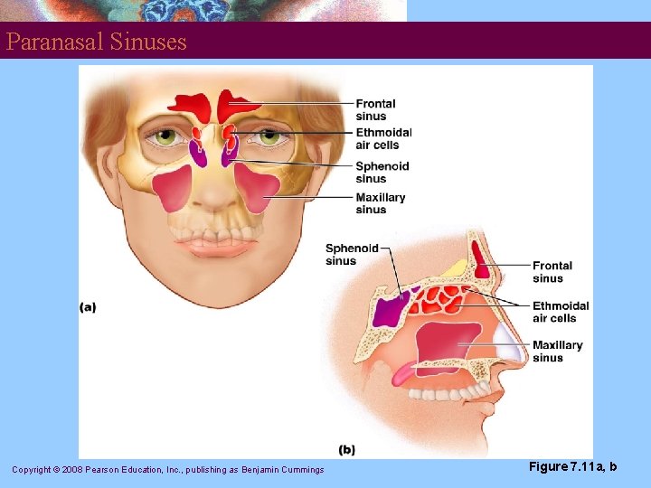 Paranasal Sinuses Copyright © 2008 Pearson Education, Inc. , publishing as Benjamin Cummings Figure