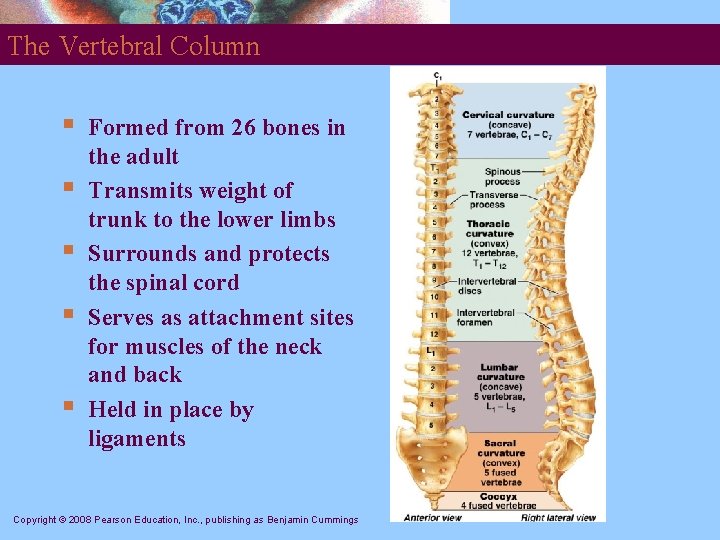 The Vertebral Column § § § Formed from 26 bones in the adult Transmits