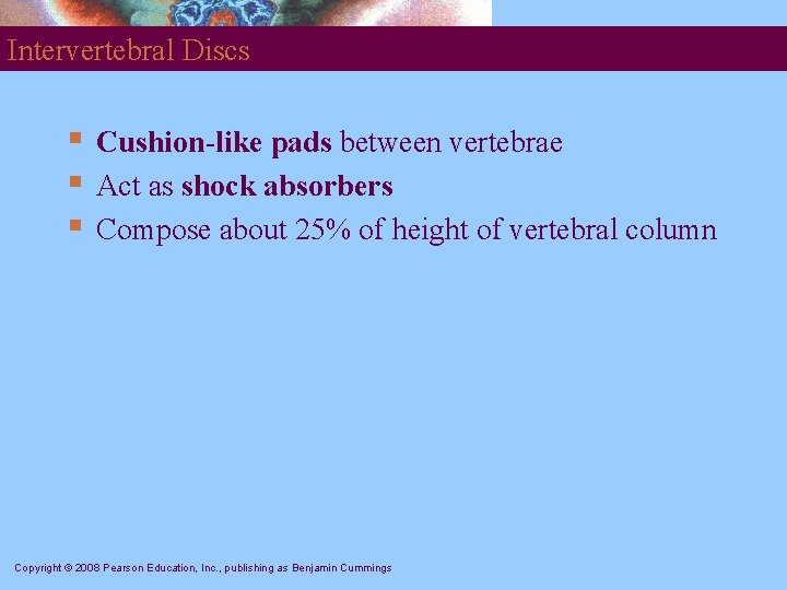 Intervertebral Discs § § § Cushion-like pads between vertebrae Act as shock absorbers Compose