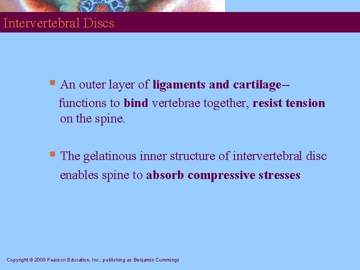 Intervertebral Discs § An outer layer of ligaments and cartilage-functions to bind vertebrae together,