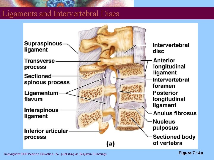 Ligaments and Intervertebral Discs Copyright © 2008 Pearson Education, Inc. , publishing as Benjamin