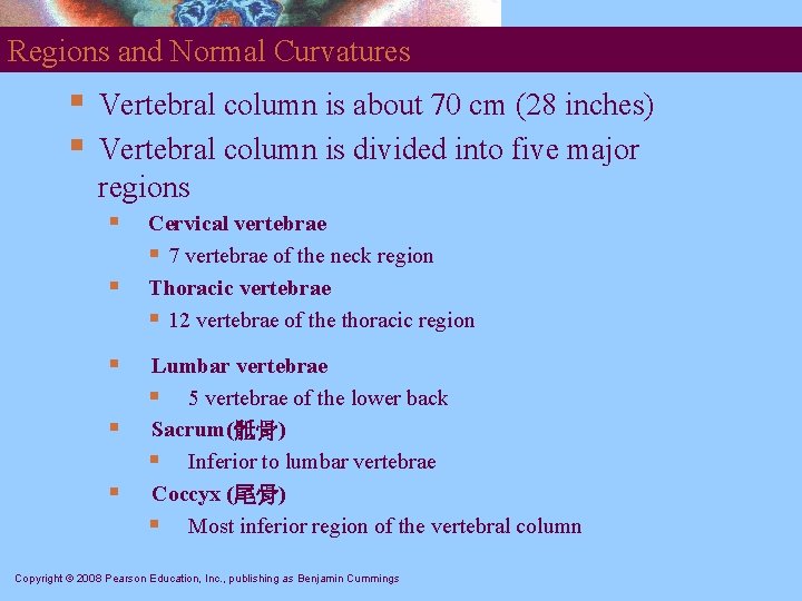 Regions and Normal Curvatures § § Vertebral column is about 70 cm (28 inches)