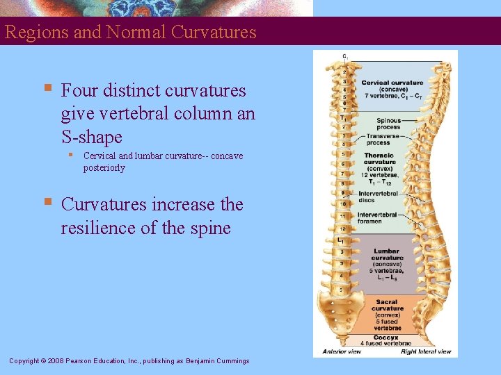 Regions and Normal Curvatures § Four distinct curvatures give vertebral column an S-shape §