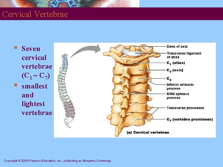 Cervical Vertebrae § § Seven cervical vertebrae (C 1 – C 7) smallest and