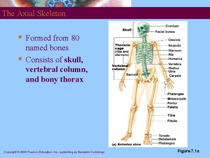 The Axial Skeleton § § Formed from 80 named bones Consists of skull, vertebral