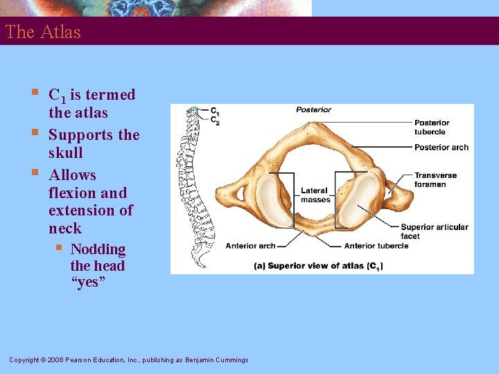 The Atlas § § § C 1 is termed the atlas Supports the skull