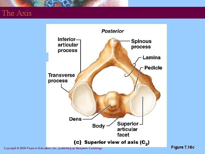 The Axis Copyright © 2008 Pearson Education, Inc. , publishing as Benjamin Cummings Figure