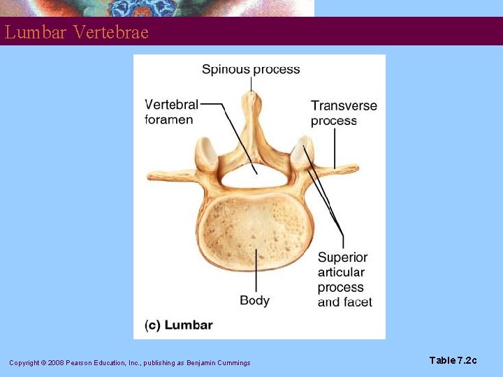 Lumbar Vertebrae Copyright © 2008 Pearson Education, Inc. , publishing as Benjamin Cummings Table