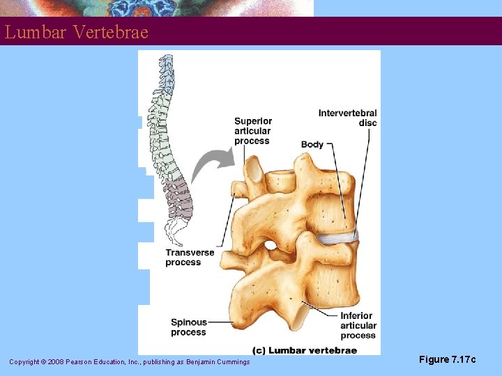 Lumbar Vertebrae Copyright © 2008 Pearson Education, Inc. , publishing as Benjamin Cummings Figure