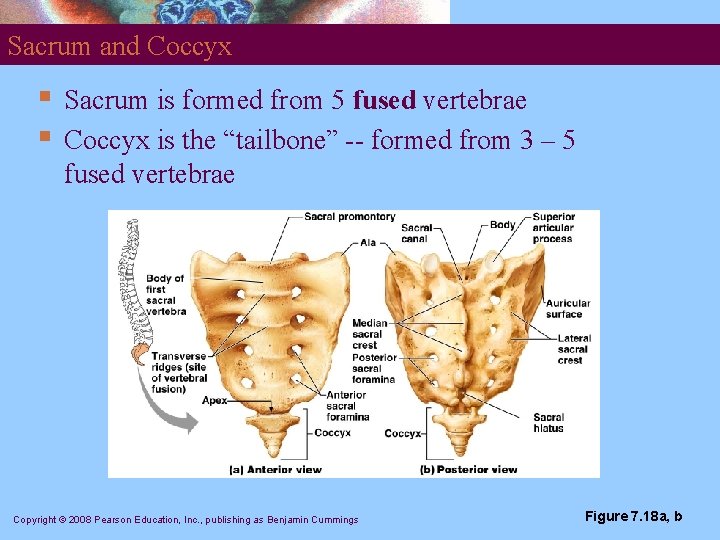 Sacrum and Coccyx § § Sacrum is formed from 5 fused vertebrae Coccyx is