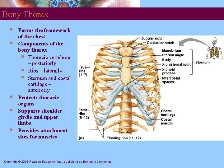 Bony Thorax § § § Forms the framework of the chest Components of the