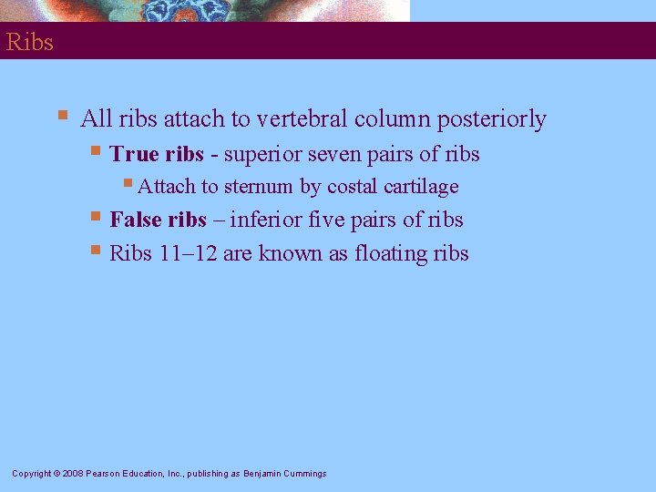 Ribs § All ribs attach to vertebral column posteriorly § True ribs - superior