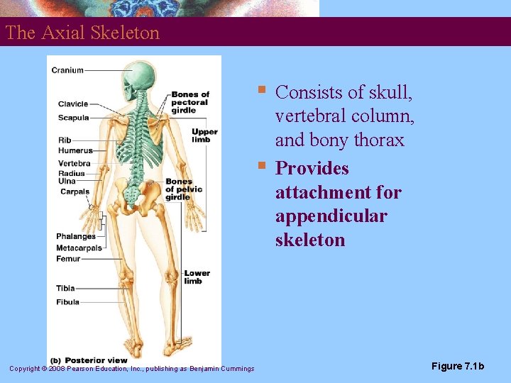 The Axial Skeleton § § Copyright © 2008 Pearson Education, Inc. , publishing as