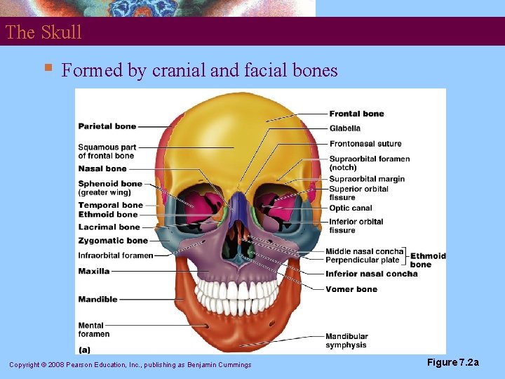 The Skull § Formed by cranial and facial bones Copyright © 2008 Pearson Education,