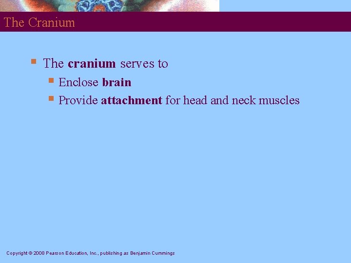 The Cranium § The cranium serves to § Enclose brain § Provide attachment for