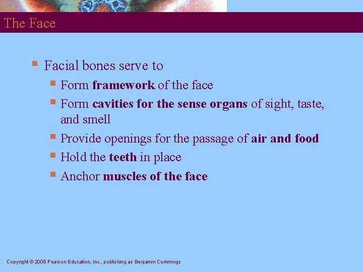 The Face § Facial bones serve to § Form framework of the face §