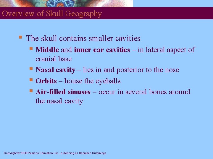 Overview of Skull Geography § The skull contains smaller cavities § Middle and inner