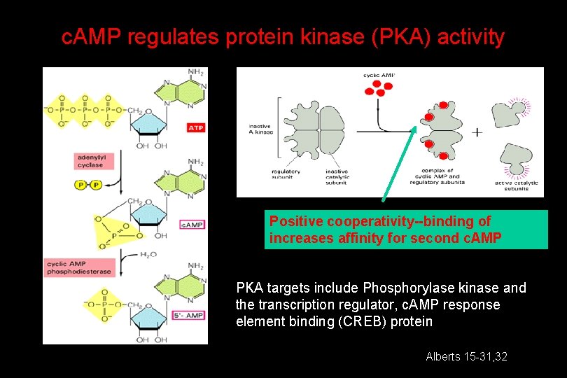 c. AMP regulates protein kinase (PKA) activity Positive cooperativity--binding of increases affinity for second