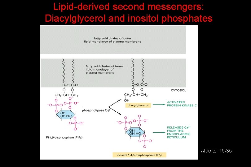 Lipid-derived second messengers: Diacylglycerol and inositol phosphates Alberts, 15 -35 