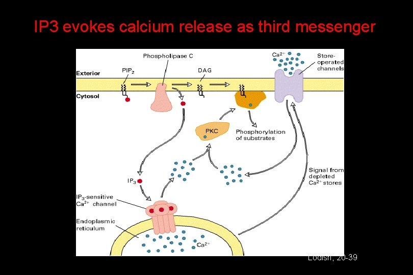 IP 3 evokes calcium release as third messenger Lodish, 20 -39 