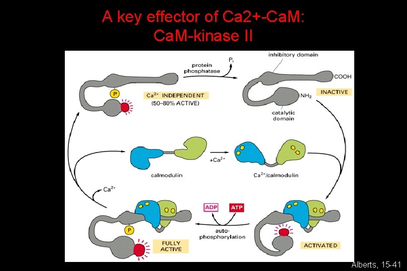 A key effector of Ca 2+-Ca. M: Ca. M-kinase II Alberts, 15 -41 