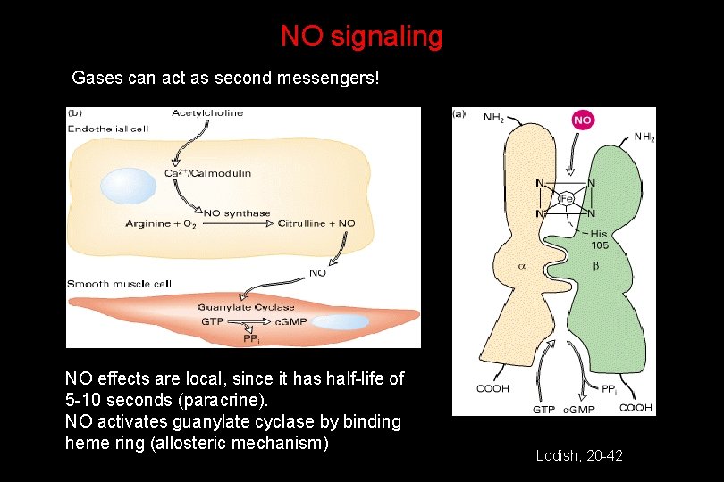 NO signaling Gases can act as second messengers! NO effects are local, since it
