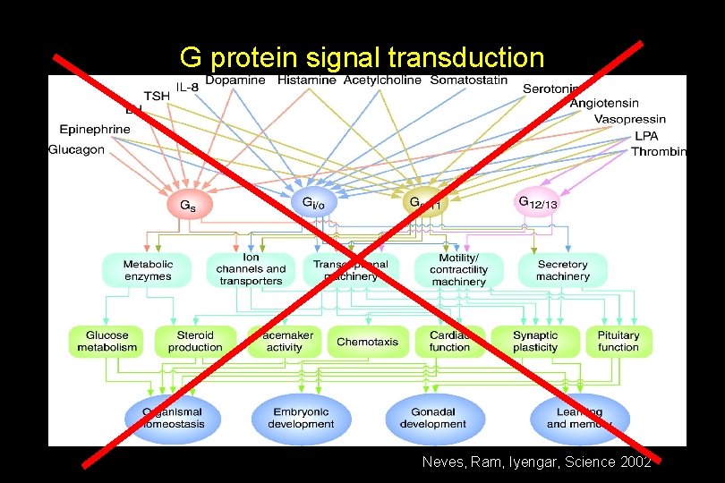 G protein signal transduction Neves, Ram, Iyengar, Science 2002 