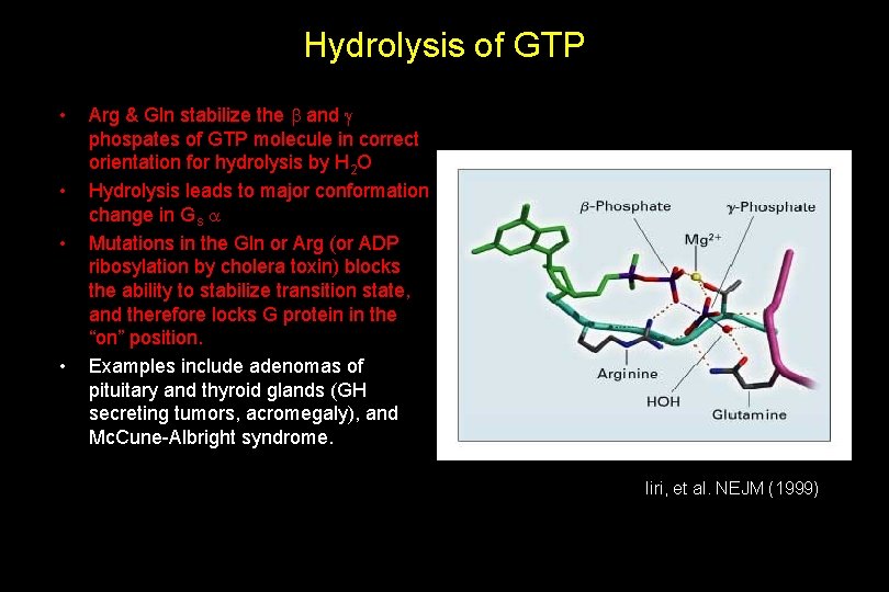 Hydrolysis of GTP • • Arg & Gln stabilize the b and g phospates