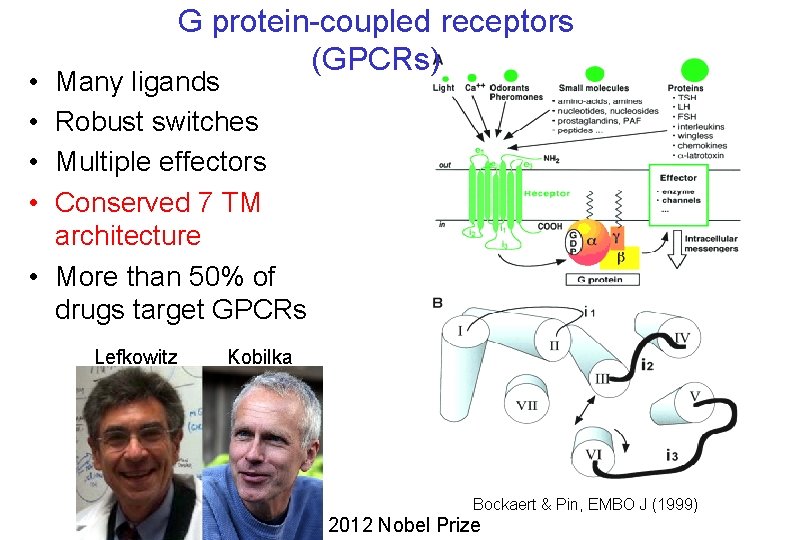 G protein-coupled receptors (GPCRs) • • Many ligands Robust switches Multiple effectors Conserved 7