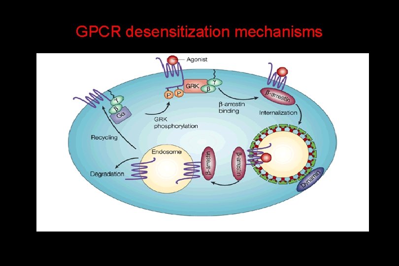GPCR desensitization mechanisms 