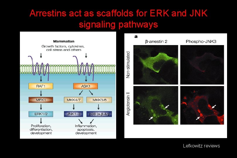 Arrestins act as scaffolds for ERK and JNK signaling pathways Lefkowitz reviews 