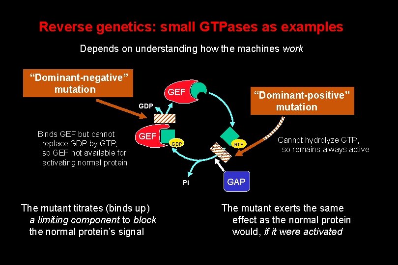 Reverse genetics: small GTPases as examples Depends on understanding how the machines work “Dominant-negative”