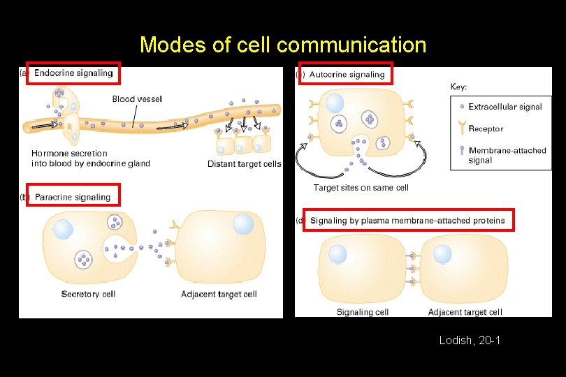 Modes of cell communication Lodish, 20 -1 