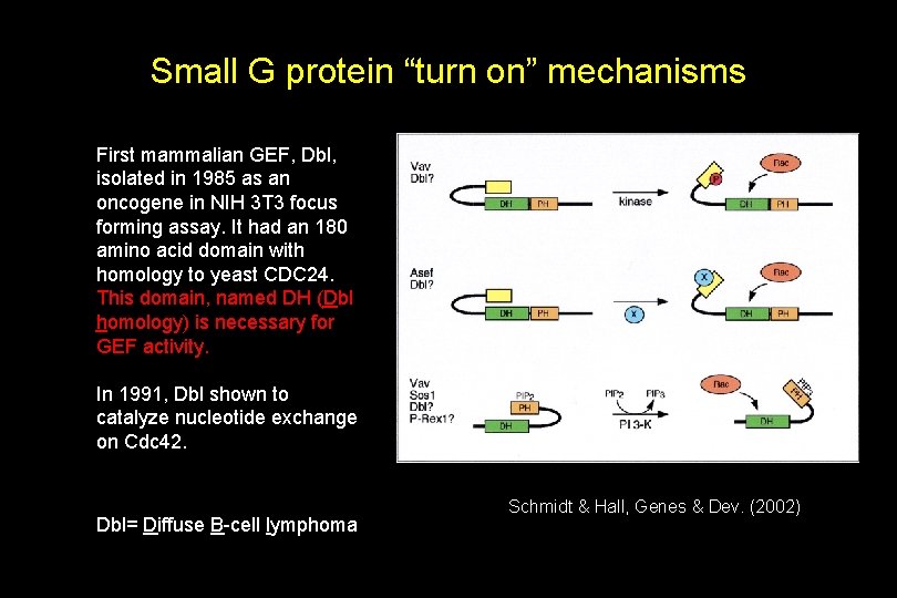 Small G protein “turn on” mechanisms First mammalian GEF, Dbl, isolated in 1985 as