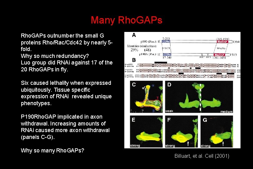 Many Rho. GAPs outnumber the small G proteins Rho/Rac/Cdc 42 by nearly 5 fold.