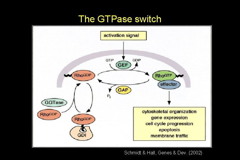 The GTPase switch Schmidt & Hall, Genes & Dev. (2002) 