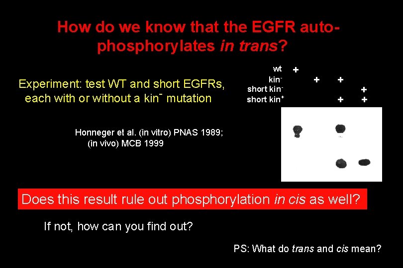How do we know that the EGFR autophosphorylates in trans? Experiment: test WT and