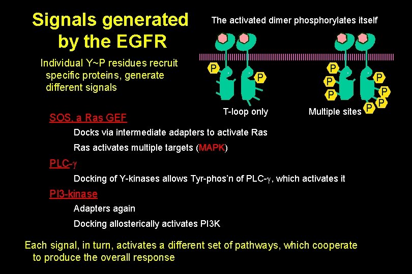 Signals generated by the EGFR Individual Y~P residues recruit specific proteins, generate different signals