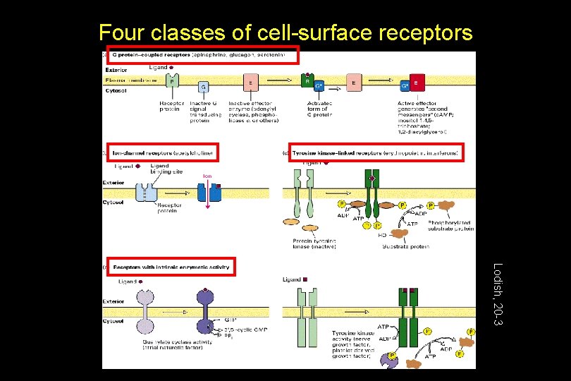 Four classes of cell-surface receptors Lodish, 20 -3 